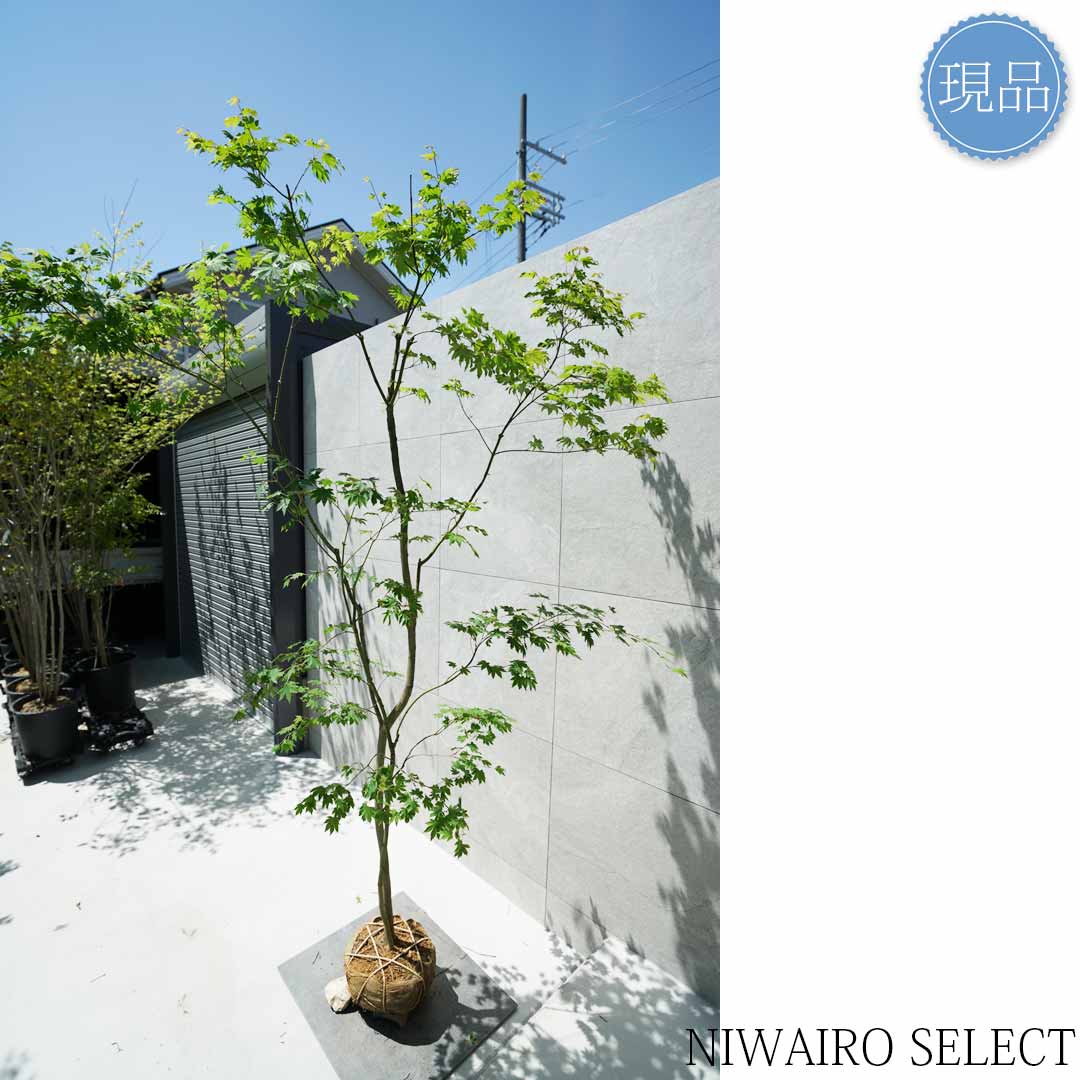 楽天市場】【現品】山採り【コハウチワカエデ】小羽団扇楓 株立ち 自然