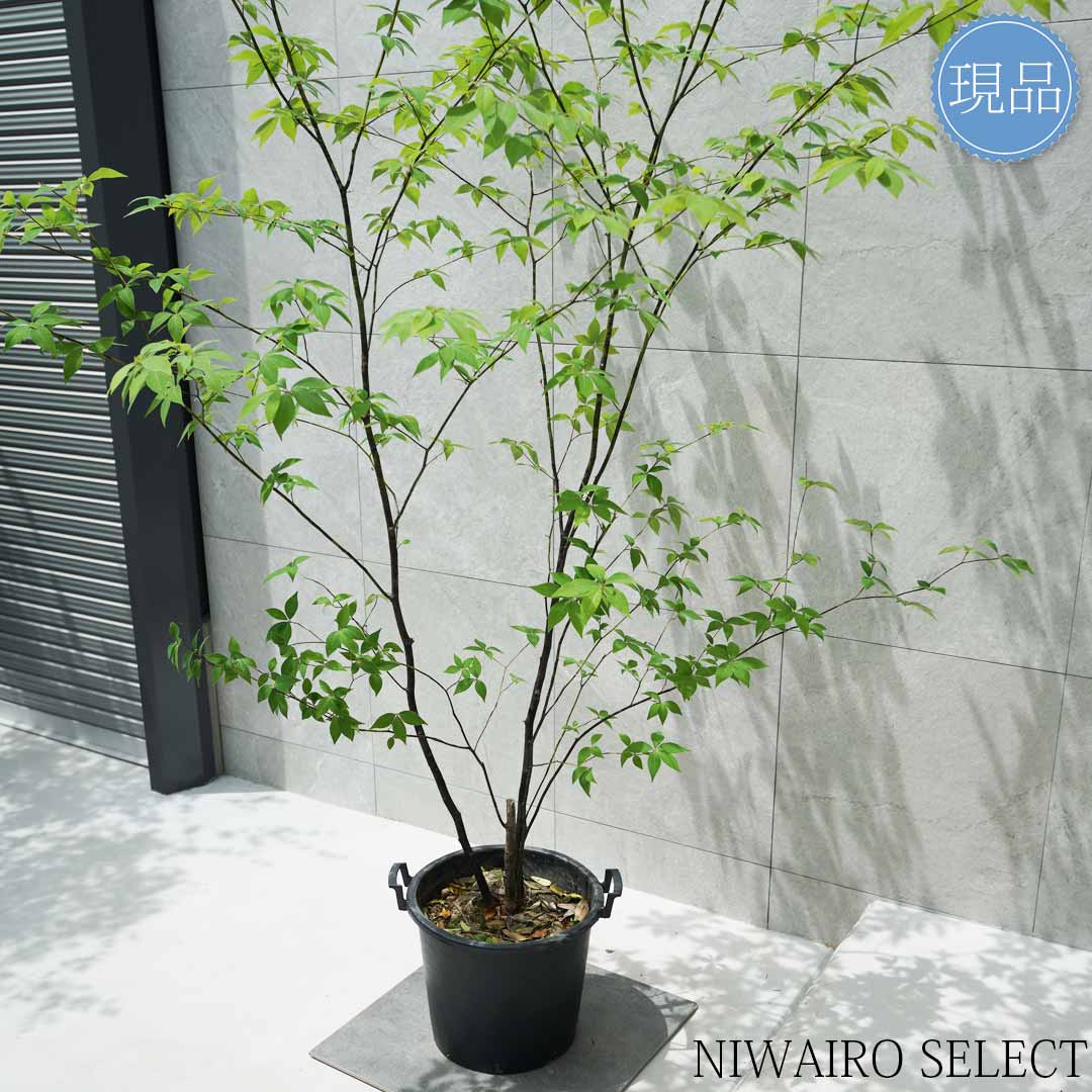 楽天市場】【現品】山採り【クロモジ】黒文字 株立ち 自然風樹形 樹高H