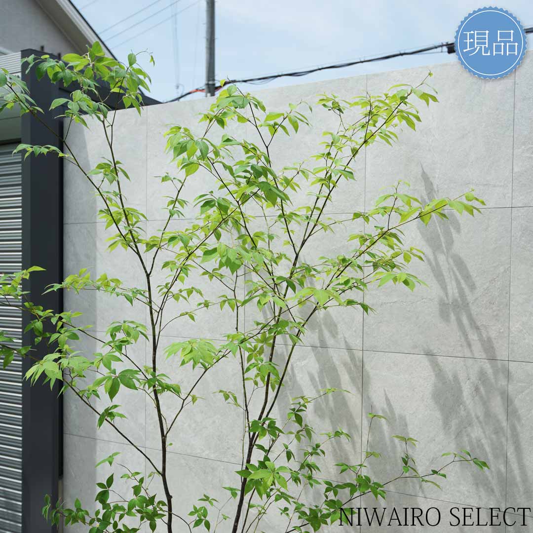 天然山取りクロモジ 大型苗木 250cm 天然山取りクロモジ 大型苗木