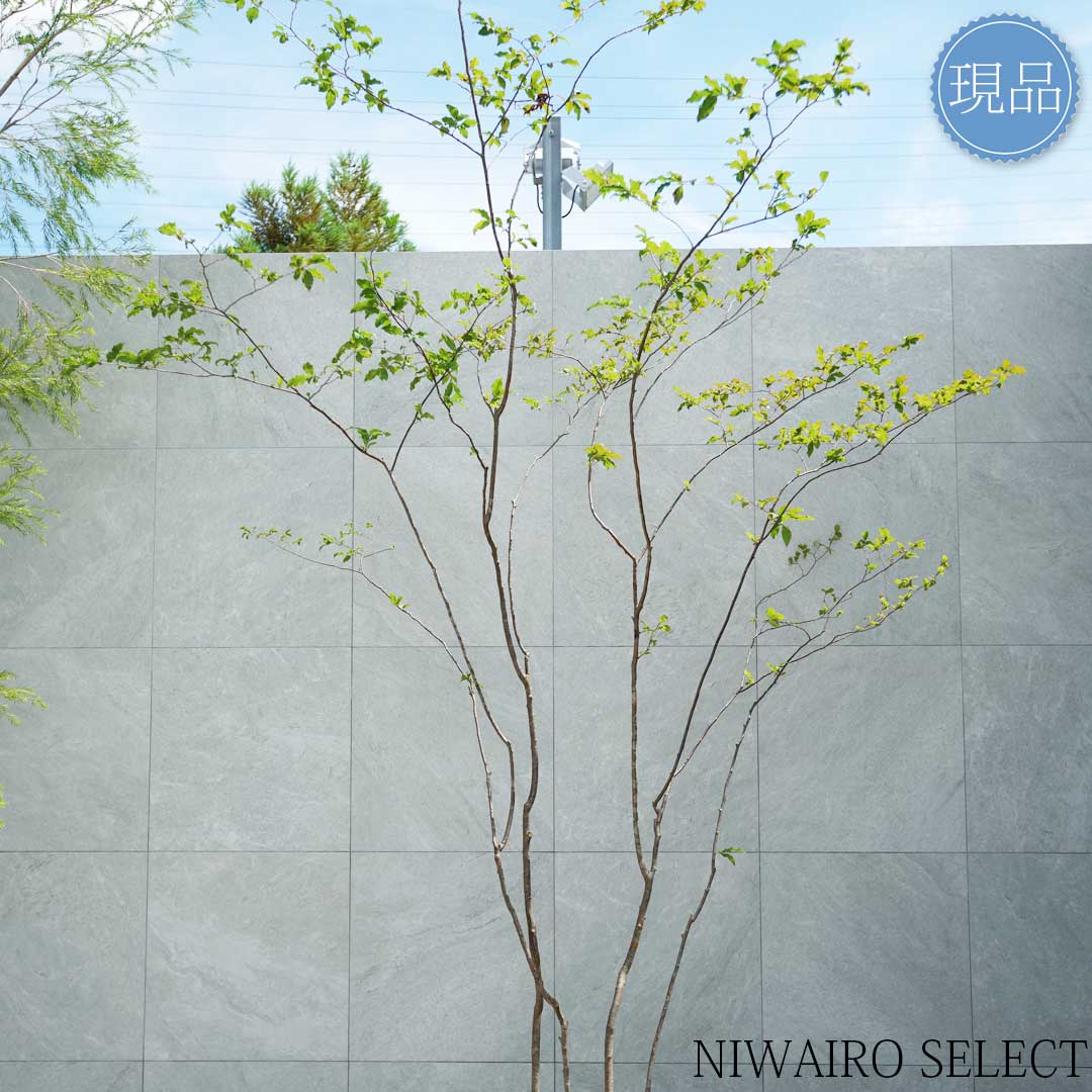 楽天市場】【現品】山採り【特大ナツハゼ】夏櫨 株立ち 自然風樹形