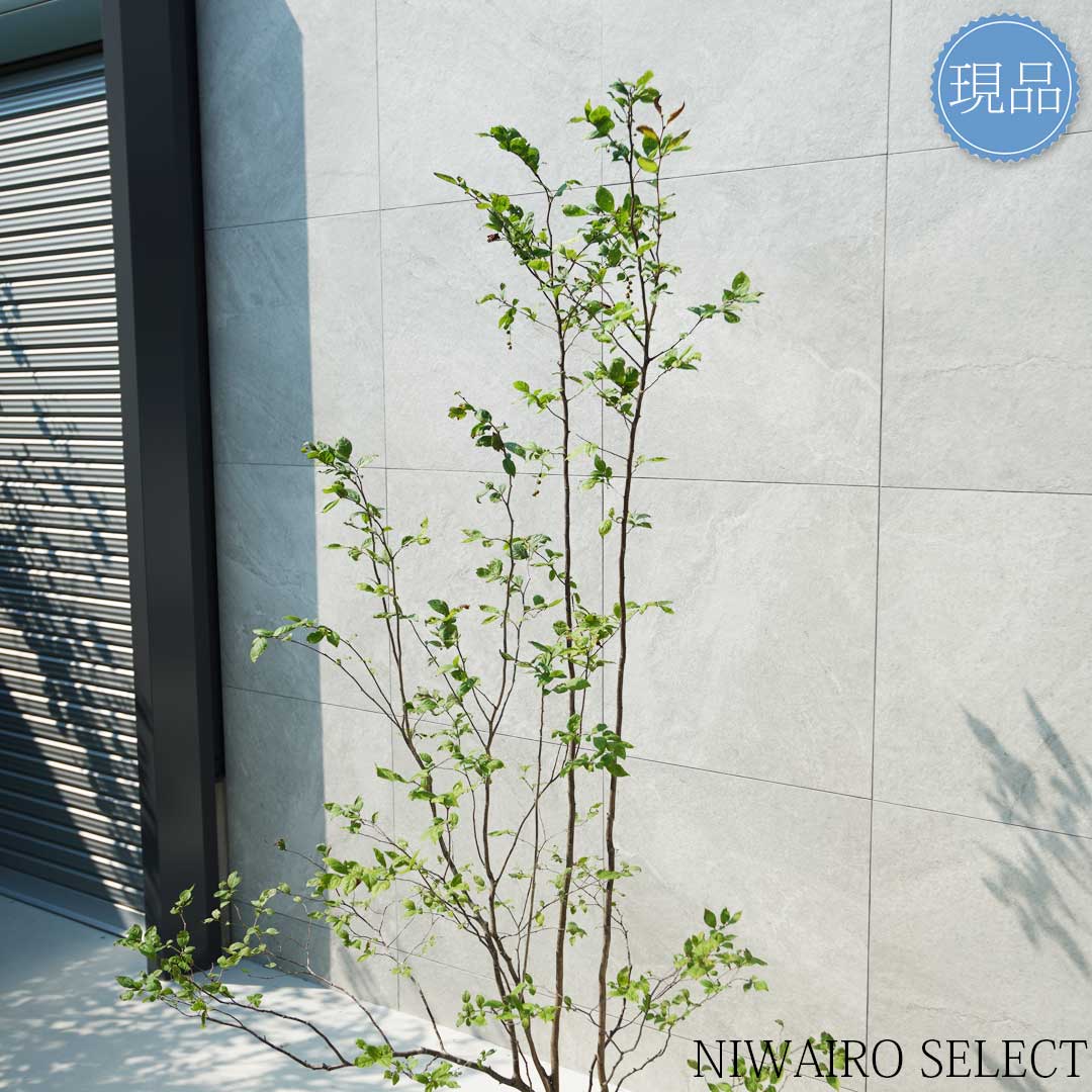 楽天市場】【現品】山採り【ナツハゼ】夏櫨 本株立ち 自然風樹形 樹高H