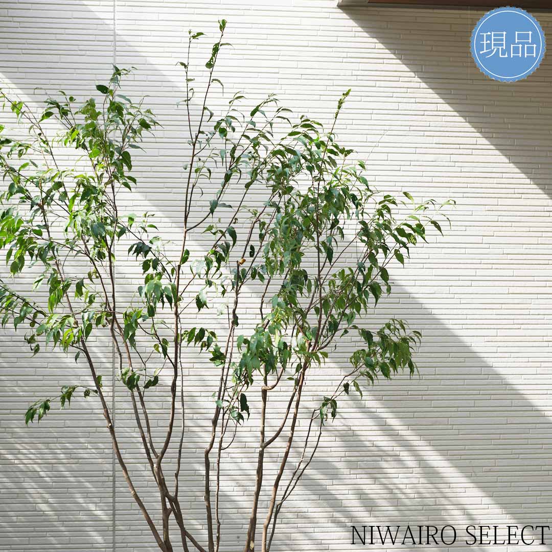 楽天市場】【ハイノキ】本株立ち 自然風樹形 樹高H≒180 × 枝張W