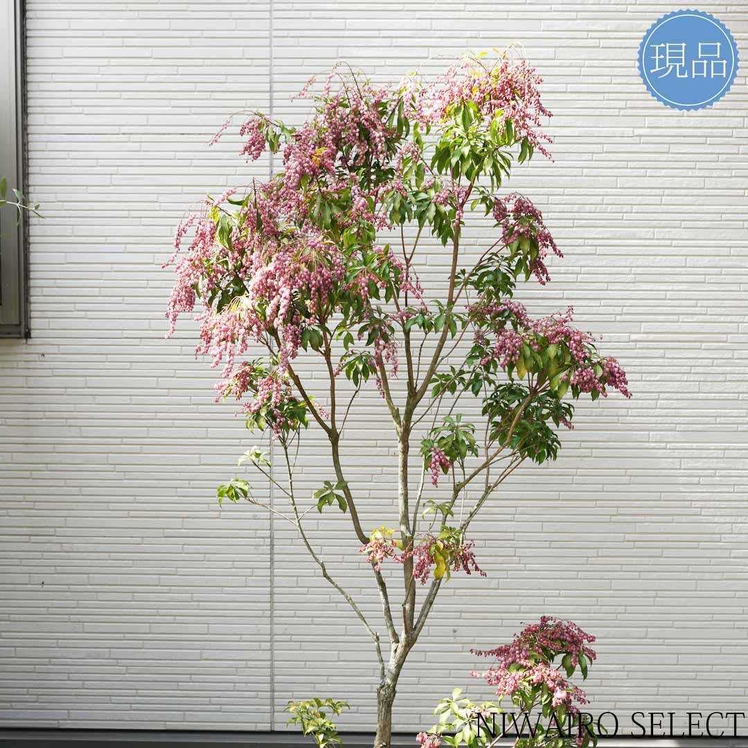 楽天市場】【現品】【アセビ】紅花 馬酔木 株立ち 自然風樹形 樹高H