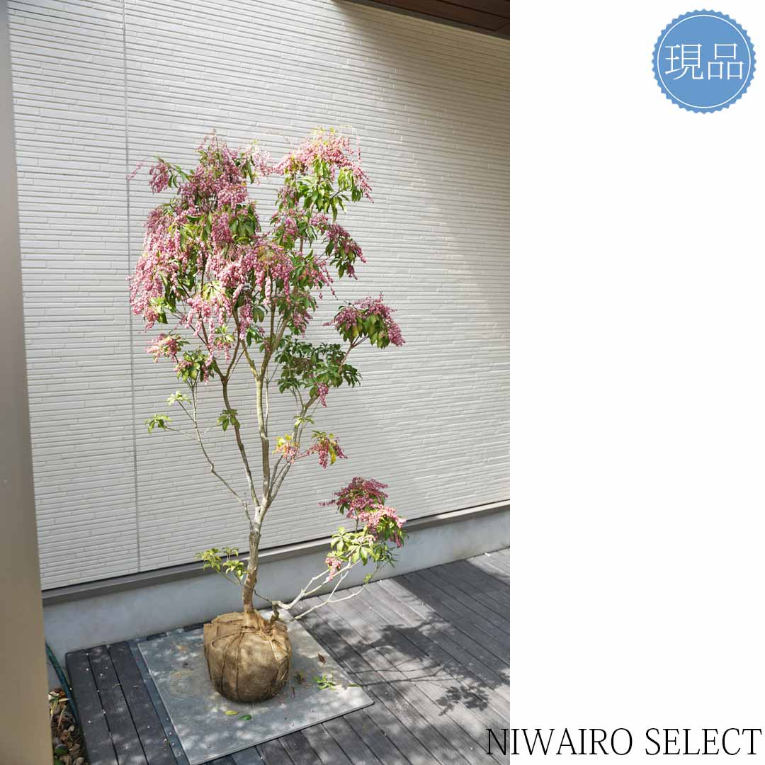 楽天市場】【現品】【アセビ】紅花 馬酔木 株立ち 自然風樹形 樹高H