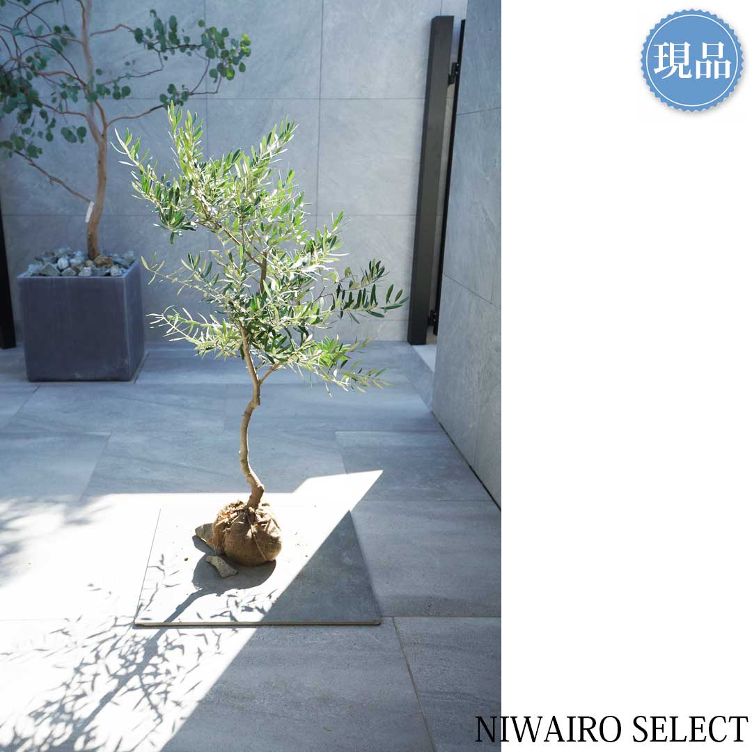 楽天市場】【現品】【オリーブの木】ネバディロブランコ 自然風樹形