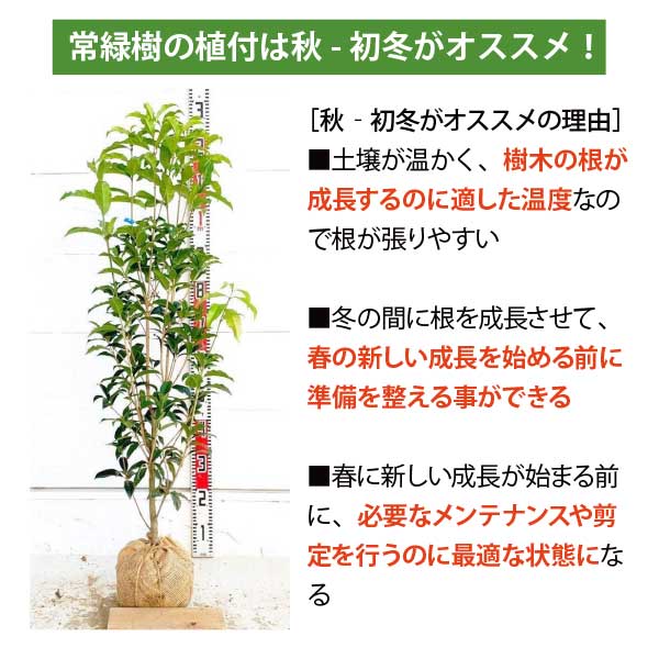楽天市場】［生産者直送］ココスヤシ 樹高約0.8-1m 南国ガーデン 送料