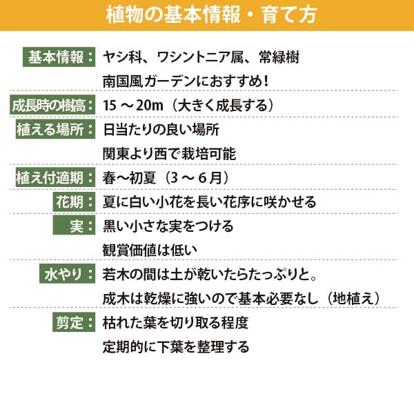 楽天市場】［生産者直送］ココスヤシ 株立ち(3本立ち) 樹高約60cm 耐寒