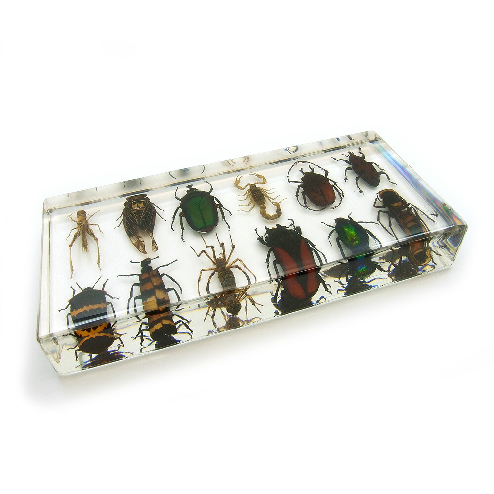 楽天市場】【※メール便不可※】限定入荷 昆虫樹脂標本(12種)【サソリ