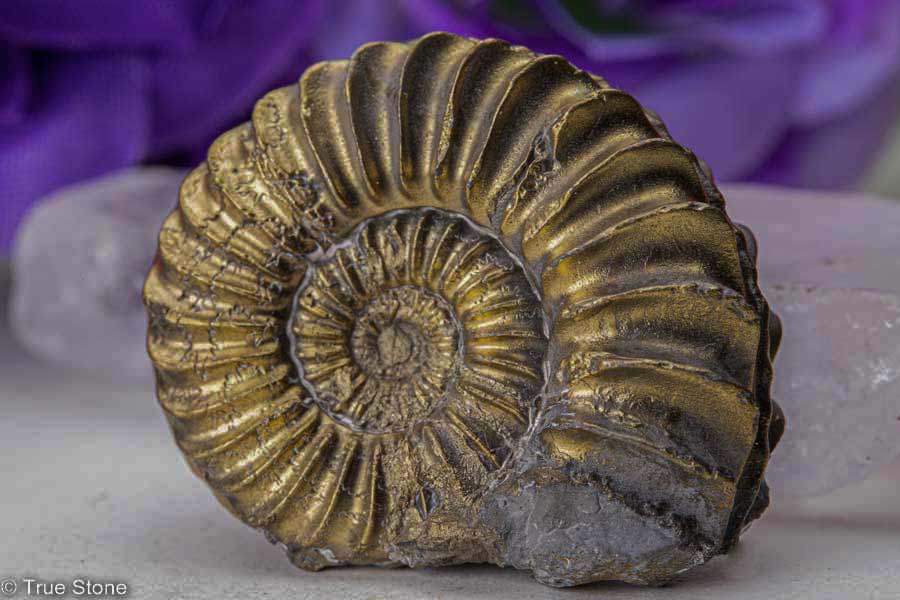 楽天市場】希少 パイライトアンモナイト プレウロセラス 22g