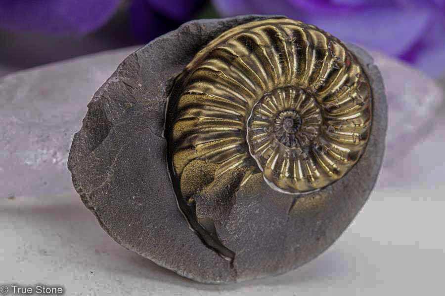 楽天市場】希少 パイライトアンモナイト プレウロセラス 23g