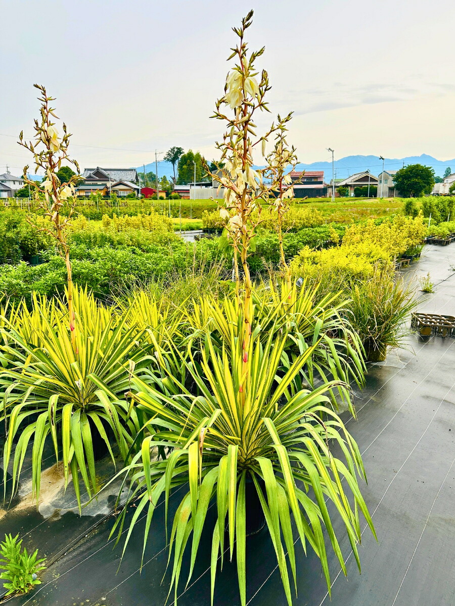 楽天市場】ユッカ ゴールデンソード 10号 高さ0.8m前後(鉢底から) 幅