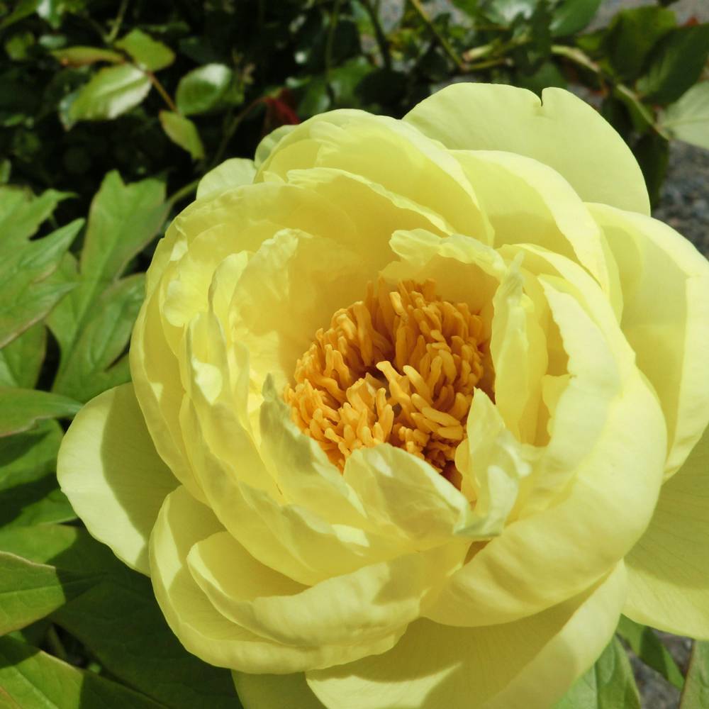 楽天市場】【黄冠】 （黄色） 牡丹 2年生 6号スリット鉢植え : 苗木部