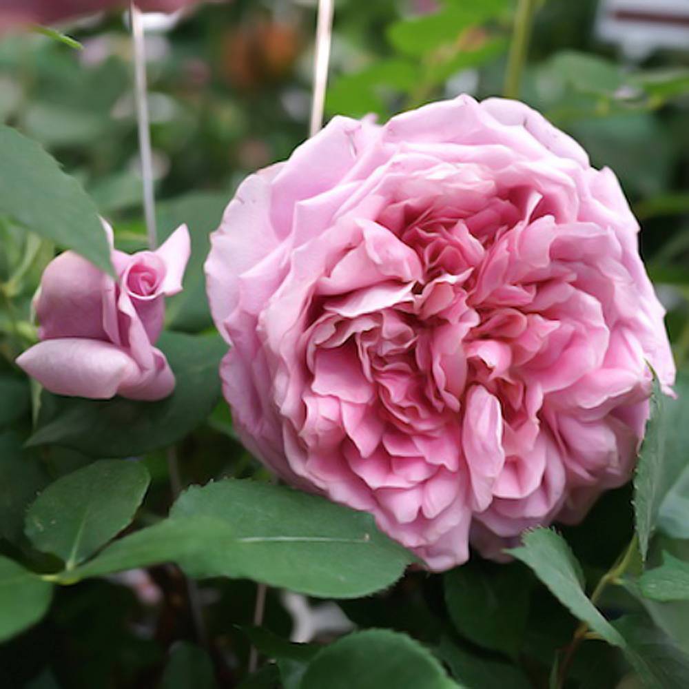 楽天市場】四季咲きバラ苗 【ローブアラフランセーズ】 2年生大苗 6号