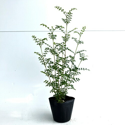 トネリコ 株立ち」の人気商品一覧 | 安い商品を通販サイトから探す