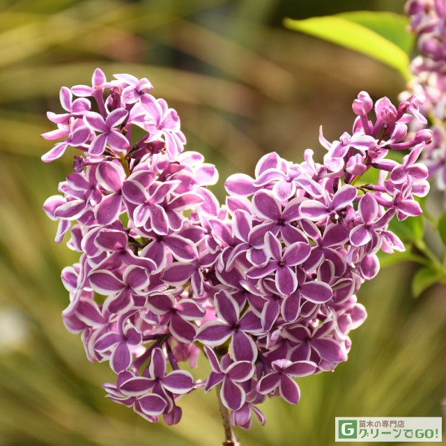 楽天市場】[楽天市場店限定価格] ◇グリGO!ガーデニング応援祭