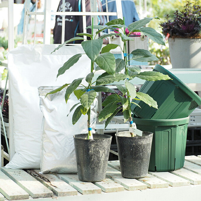 楽天市場】アボカド 苗 【2品種選べる アボカド栽培セット】 2年生