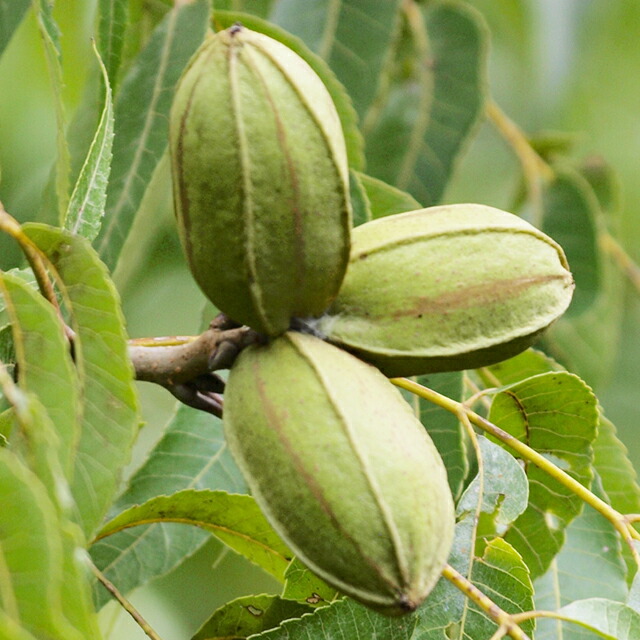 楽天市場】ナッツの木 苗 【ペカン （チェロキー）】 接ぎ木苗