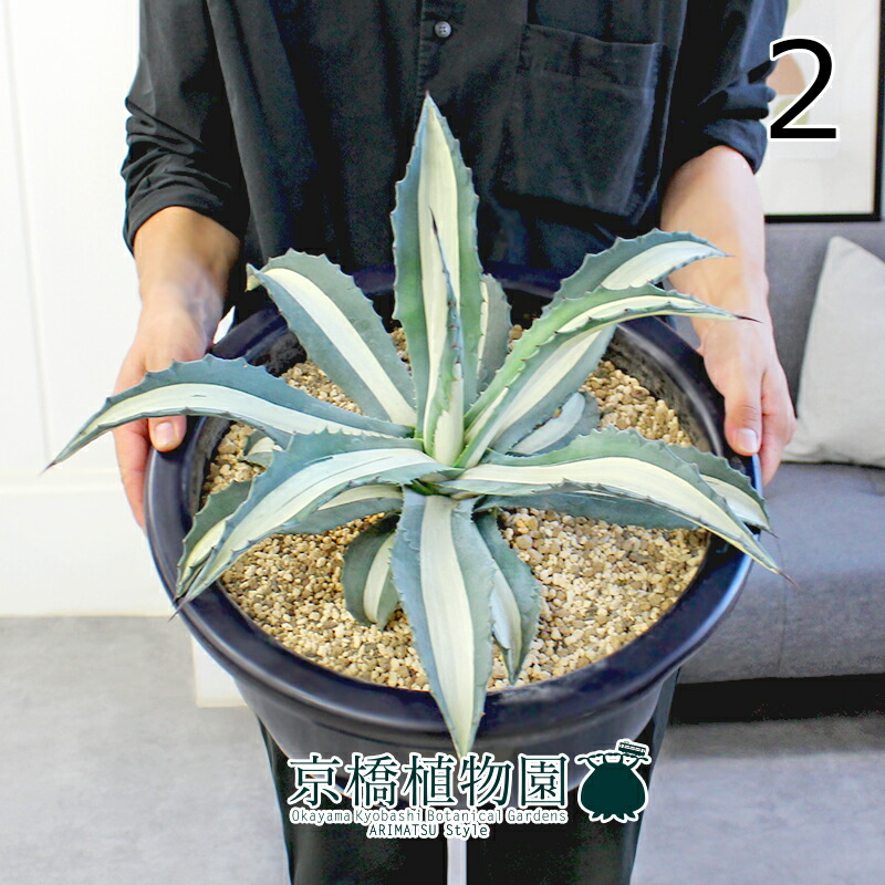 楽天市場】【マラソンクーポン有！】【現品】アガベ・アメリカーナ