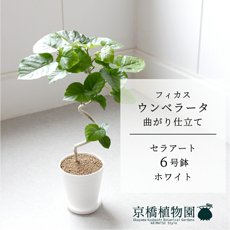楽天市場】【セラアート鉢／ホワイト】フィカス ウンベラータ 6号