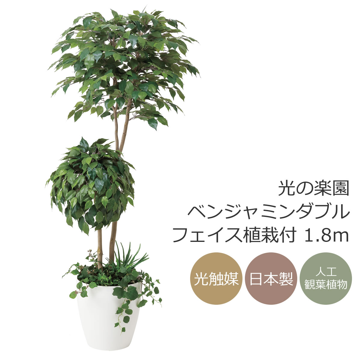 楽天市場】光触媒 光の楽園ベンジャミンダブルフェイス植栽付 高さ1.8m