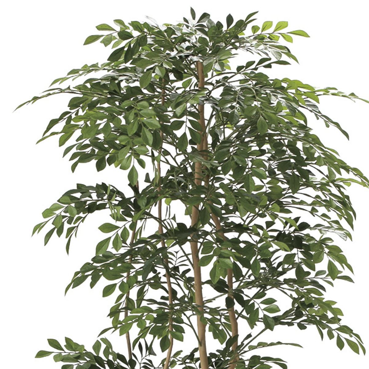 楽天市場】光触媒 光の楽園 トネリコ1.8m インテリア フェイクグリーン