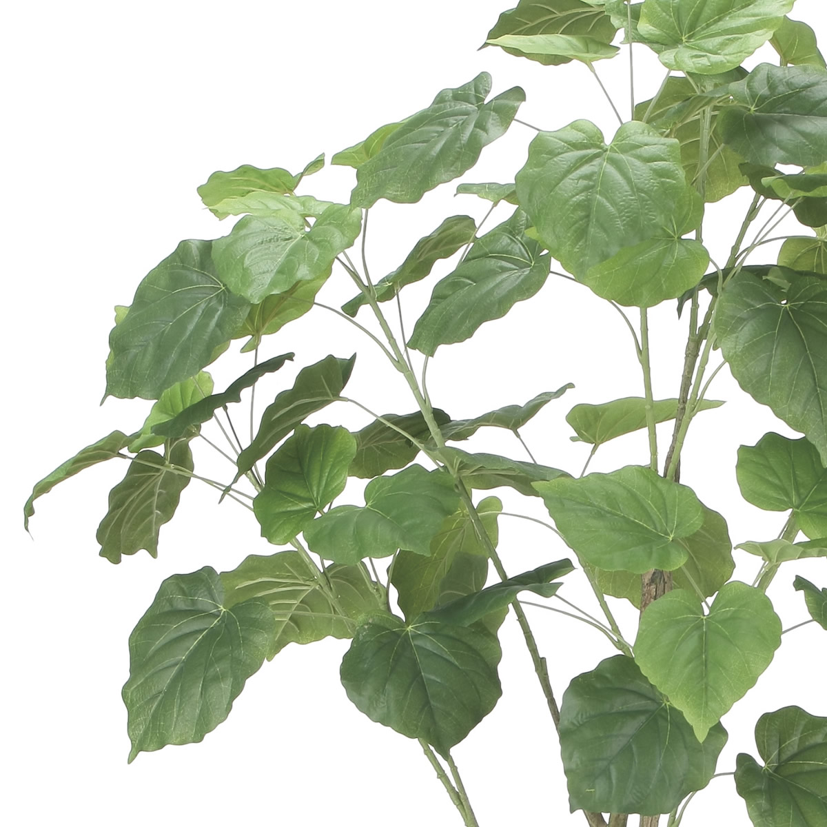 楽天市場】光触媒 光の楽園 ウッドボックスウンベラータ1.8m