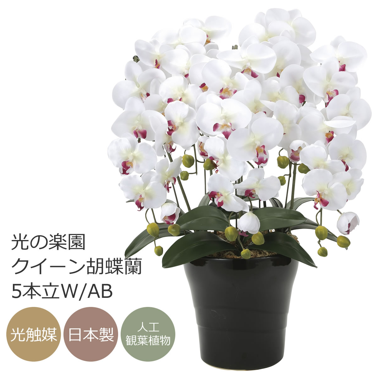 楽天市場】光触媒 造花光の楽園 クイーン胡蝶蘭5本立W/AB【ラッピング