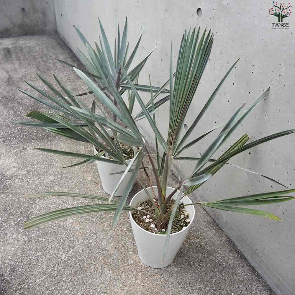 楽天市場】【マラソン☆ポイント5倍】ビスマルキア ノビリス シルバー