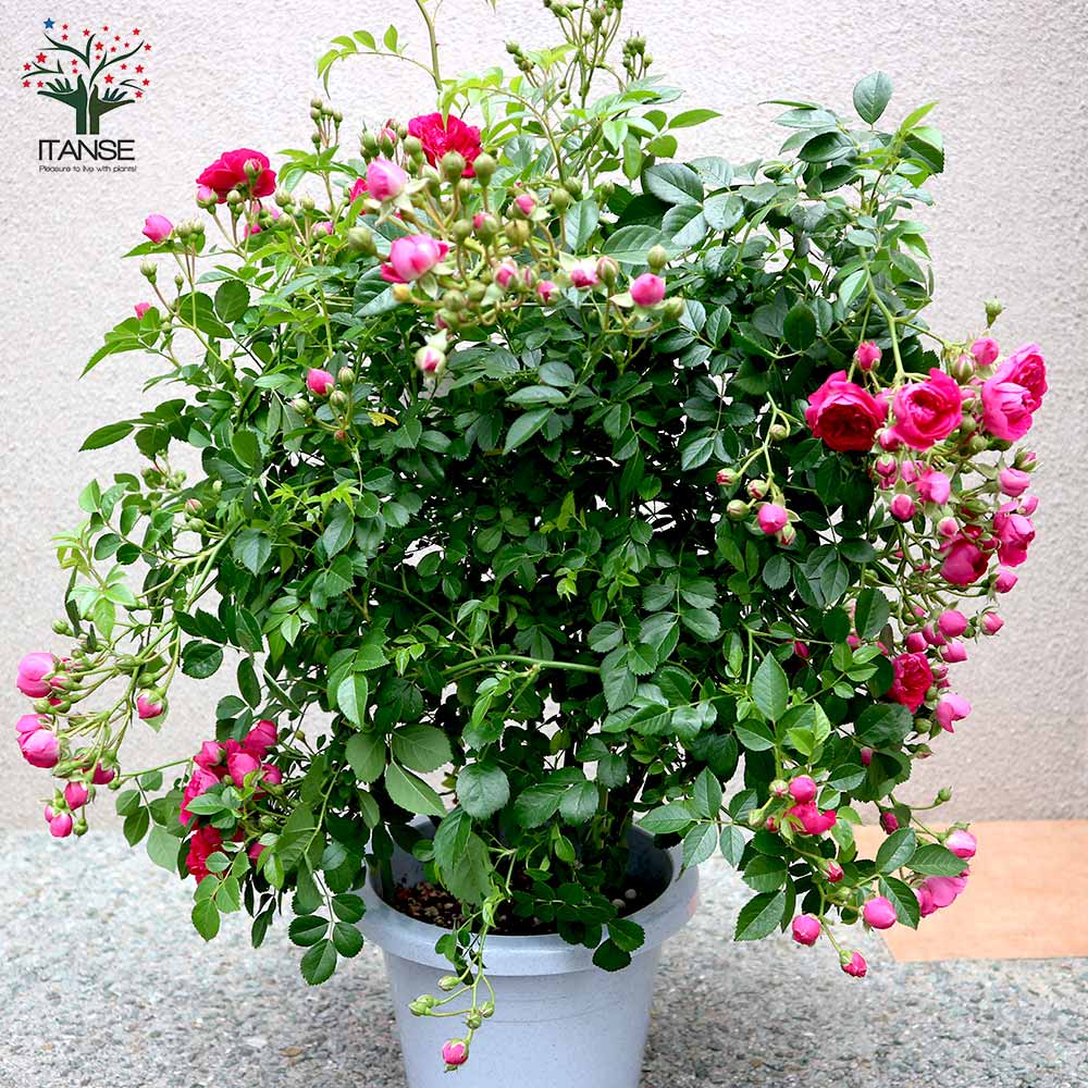 楽天市場】【マラソン☆ポイント5倍】つるバラ 