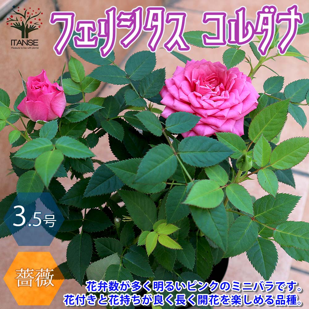 楽天市場】【マラソン☆ポイント5倍】フェリシタス コルダナ ミニバラ