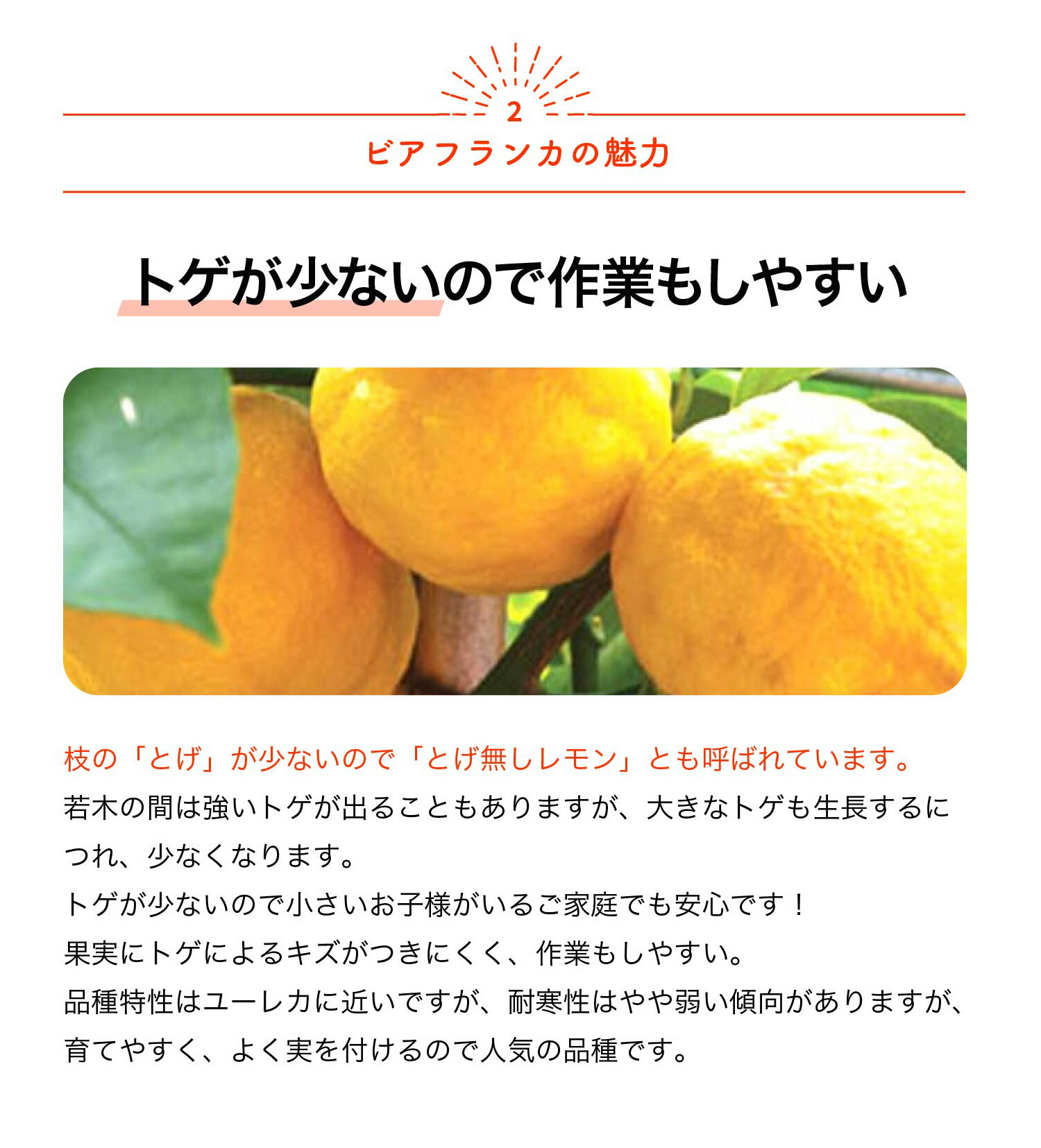 楽天市場】【マラソン☆ポイント5倍】大実レモン ビアフランカ 果樹苗