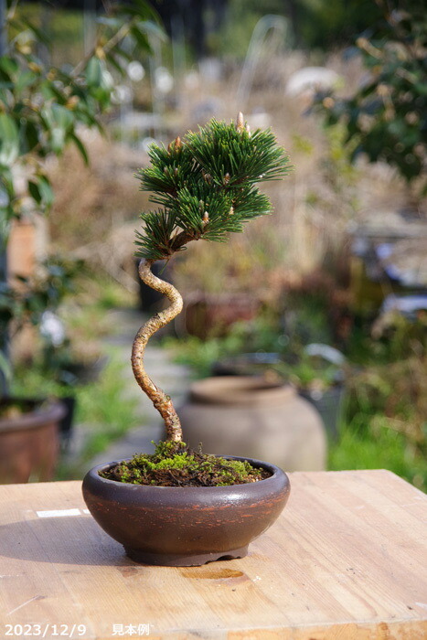 重石 丸 盆栽鉢 重石 丸 盆栽鉢 重石 丸 盆栽鉢