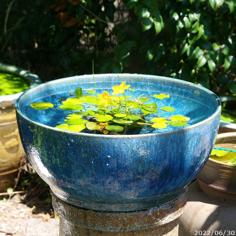 信楽焼 手作りめだか鉢 水連鉢 ビオトープ 直径50〜52㌢ 信楽焼 手作り