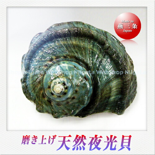 楽天市場】SAKS 天然夜光貝（小）インテリア : Saks WebShop