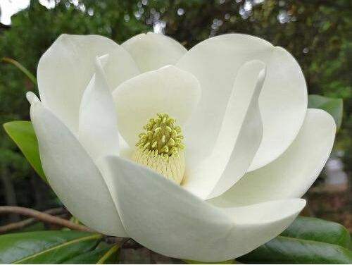 楽天市場】タイサンボク ケイパレス 苗木 3.5号ポット 挿し木苗 苗木