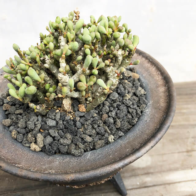 楽天市場】KAMIYAMA UFO POT【金彩高足付】13cm×9cm かみ山陶器 植木鉢