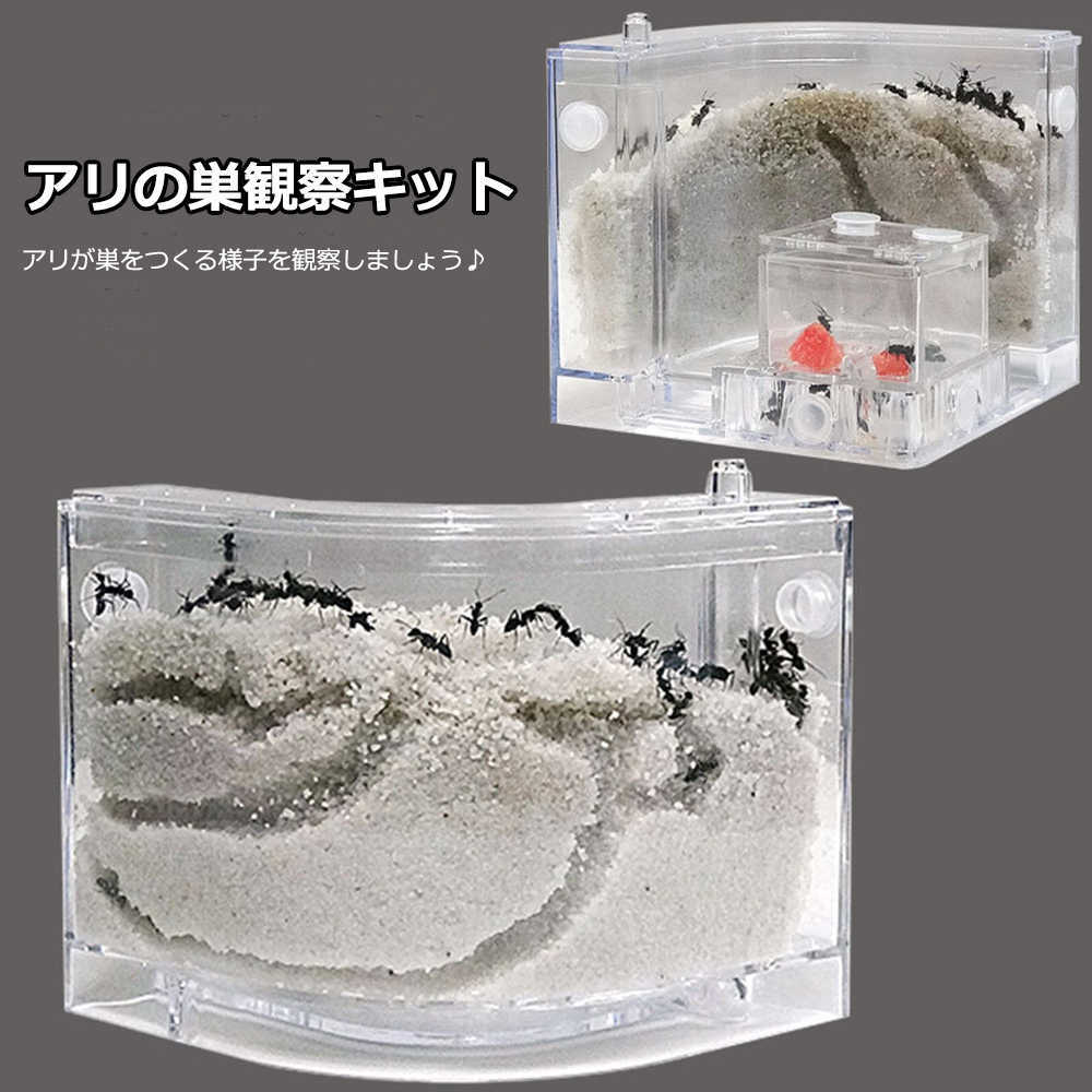 楽天市場】「10％OFFクーポン配布中」アリの巣 あり観察キット アリの