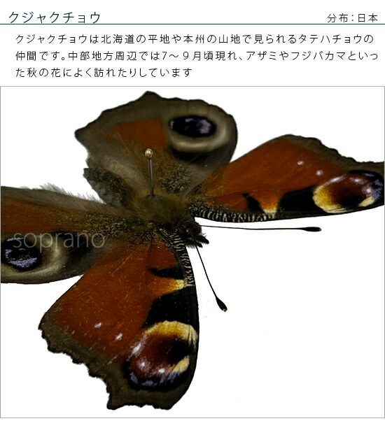 楽天市場】昆虫標本 蝶の標本 クジャクチョウ メタリック調ライト