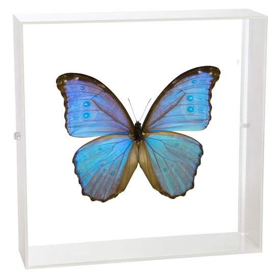 楽天市場】モルフォ 蝶 標本（ホビー）の通販