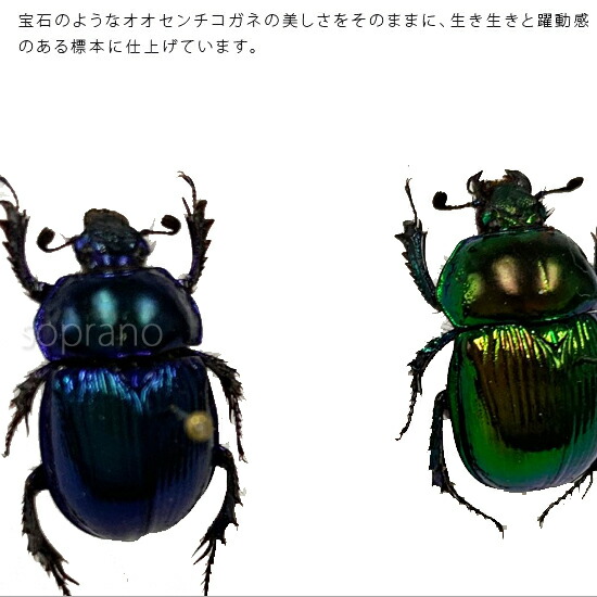 楽天市場】昆虫標本 オオセンチコガネ 2匹 メタリック調ライトフレーム