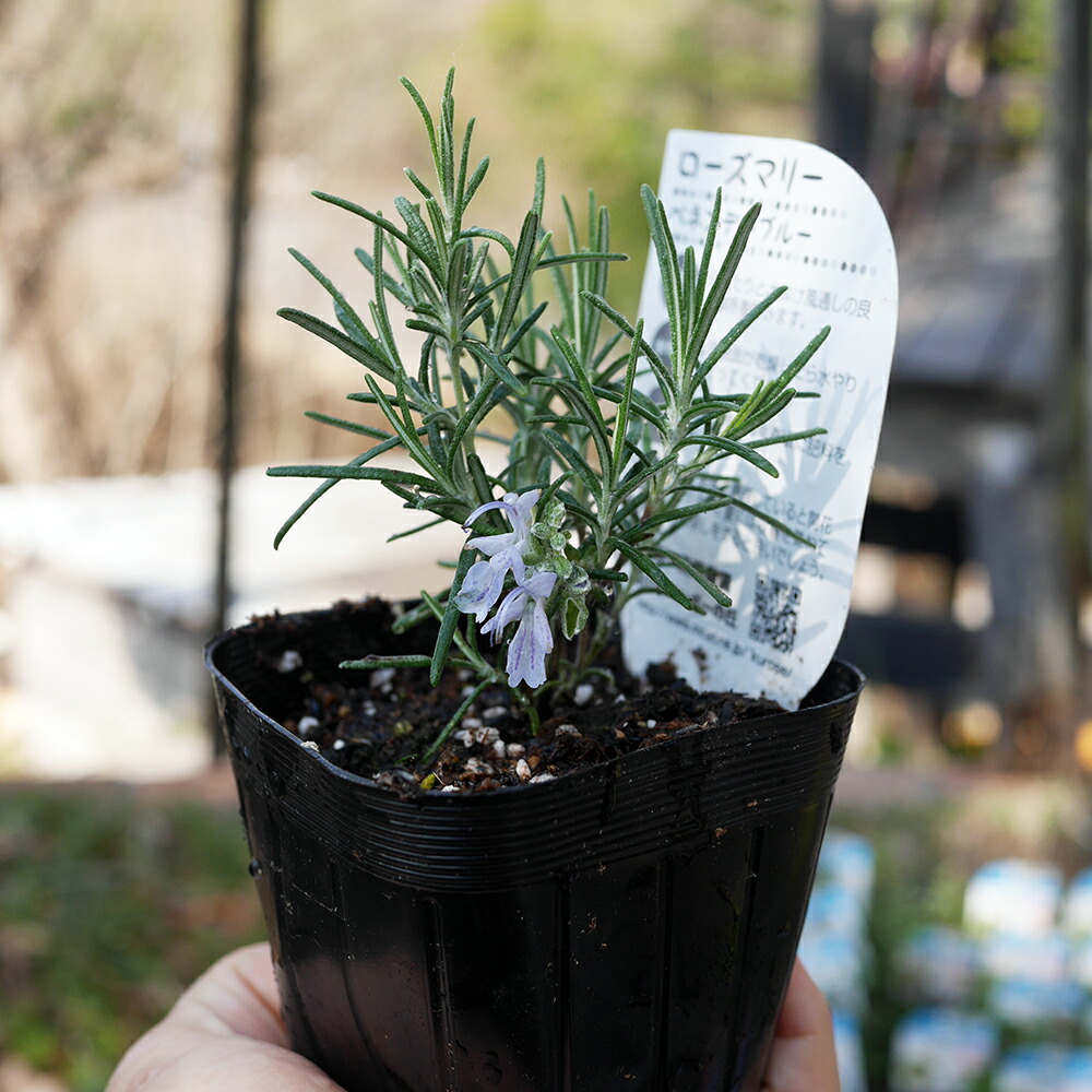 楽天市場】ローズマリー ミックス 28個 セット 苗 (3寸 3号 9cmポット