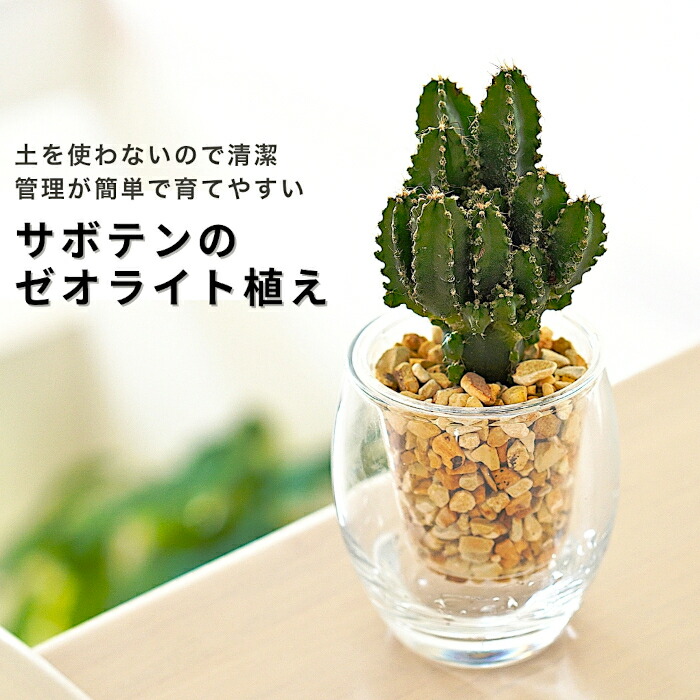 楽天市場】サボテン 【セレウス ウチワサボテン ハクリュウマル