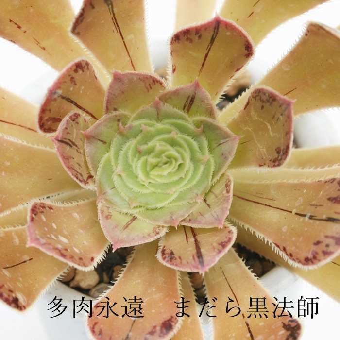 楽天市場】まだら黒法師 アエオニウム Mサイズ 5.5cmポット 多肉植物
