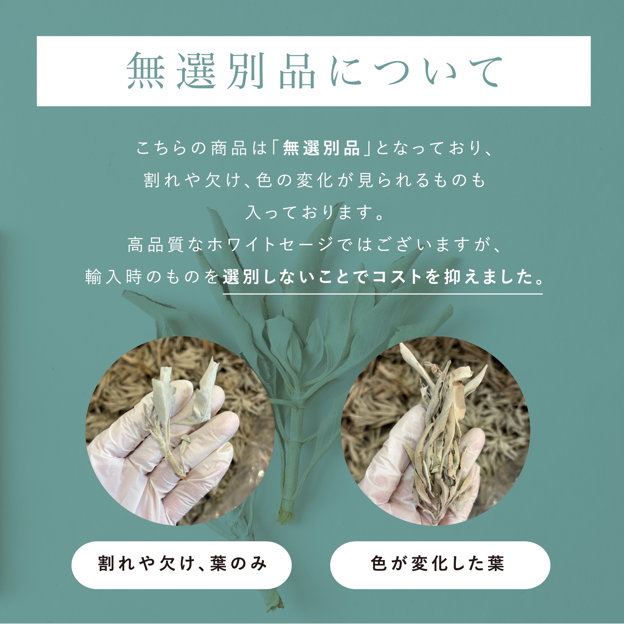 激安価格☆無農薬ホワイトセージ枝付きクラスター1kg箱入りお香浄化