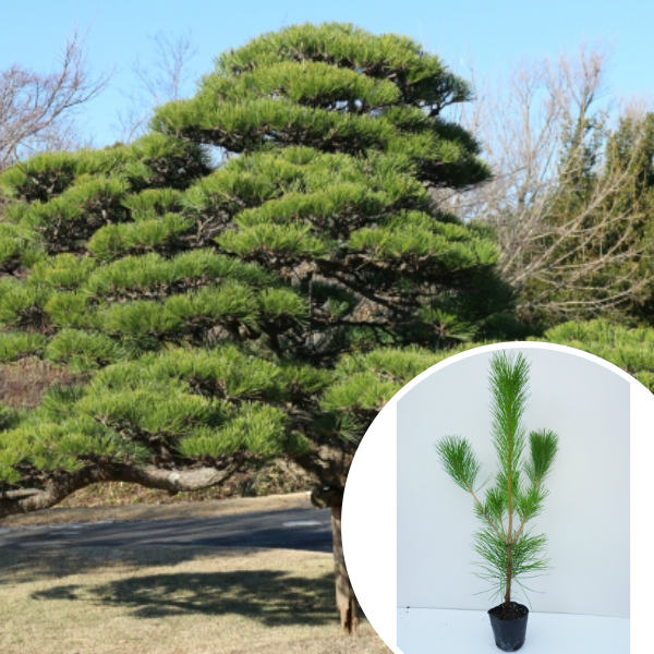 黒松 庭木」の人気商品一覧 | 安い商品を通販サイトから探す - 価格.com