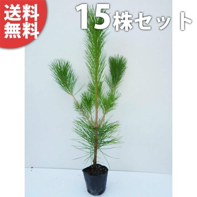 植木 シンボルツリー 松」の人気商品一覧 | 安い商品を通販サイトから