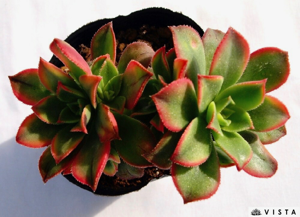 楽天市場】キウイ アエオニウム属 多肉植物 9cmポット観葉植物 雑貨