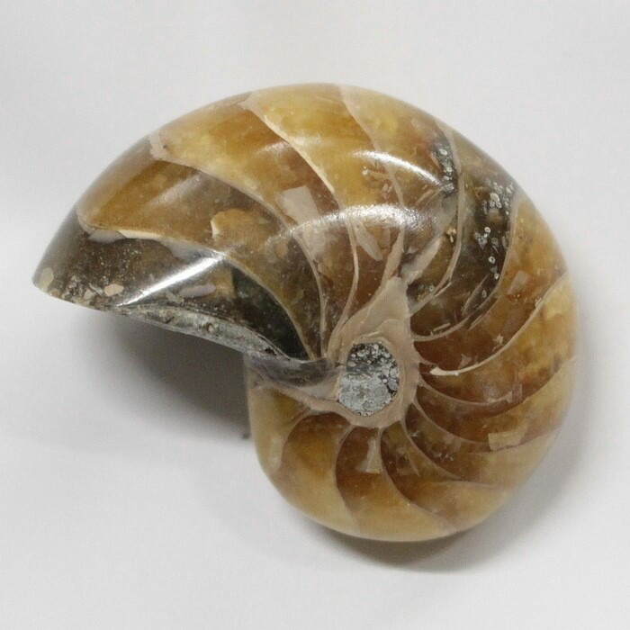 楽天市場】【生きた化石】オウムガイ 化石 オウムガイ オウム貝