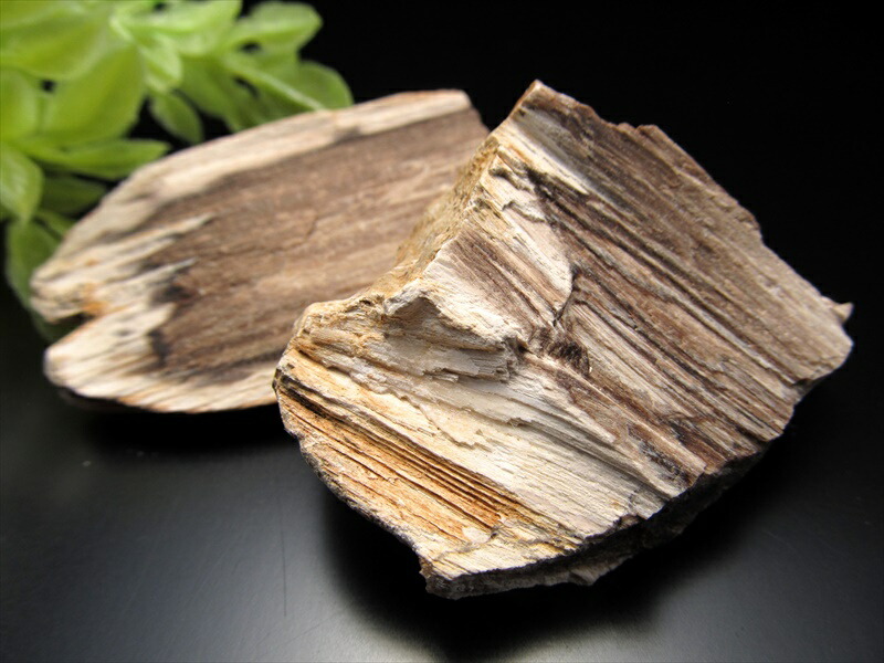 楽天市場】リアル木の化石！【珪化木 原石】重さ10g-20g シリカ化した