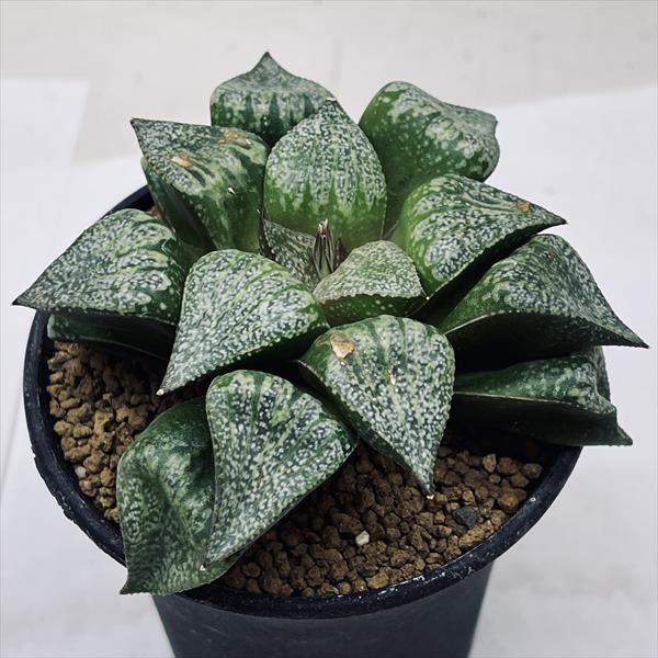 楽天市場】多肉植物：ハオルチア 白銀ピクタ*幅9cm : 遊恵盆栽 楽天市場店